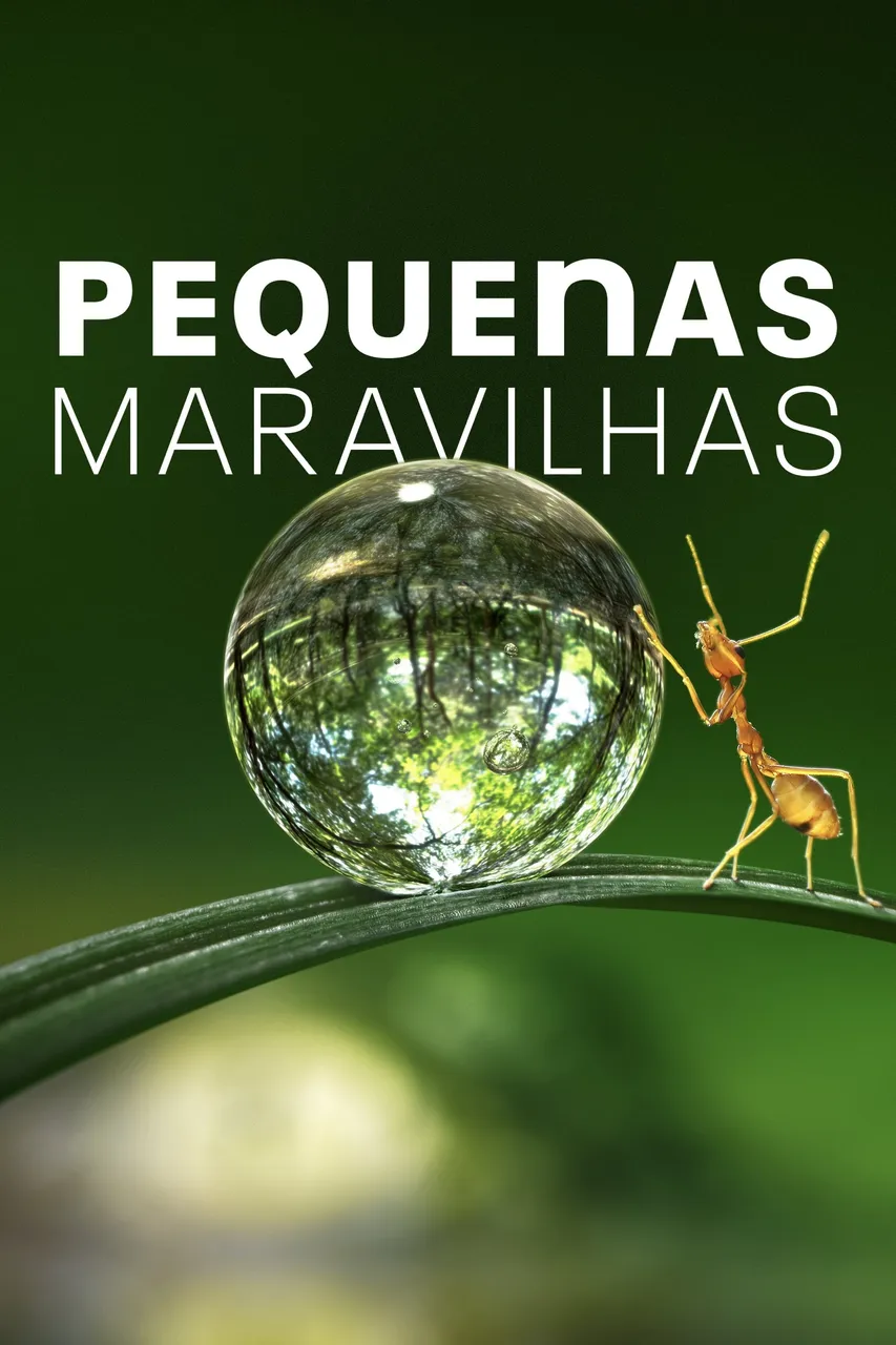 Pequenas maravilhas